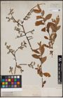 Foto von Salix aurita L.